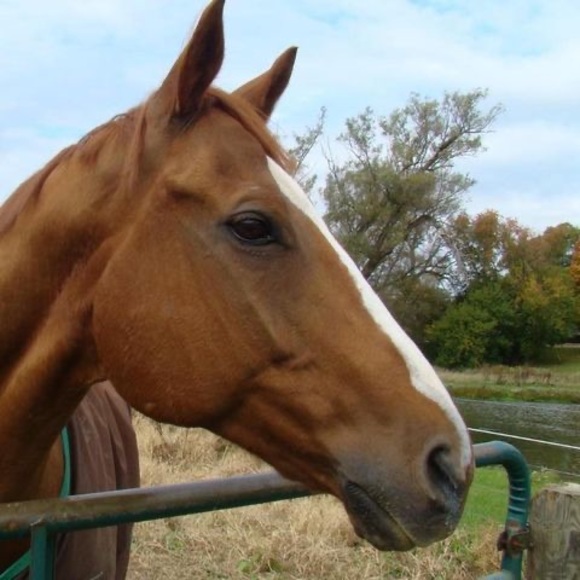 Meet your Posher, Ciarra - Picture 1 of 1